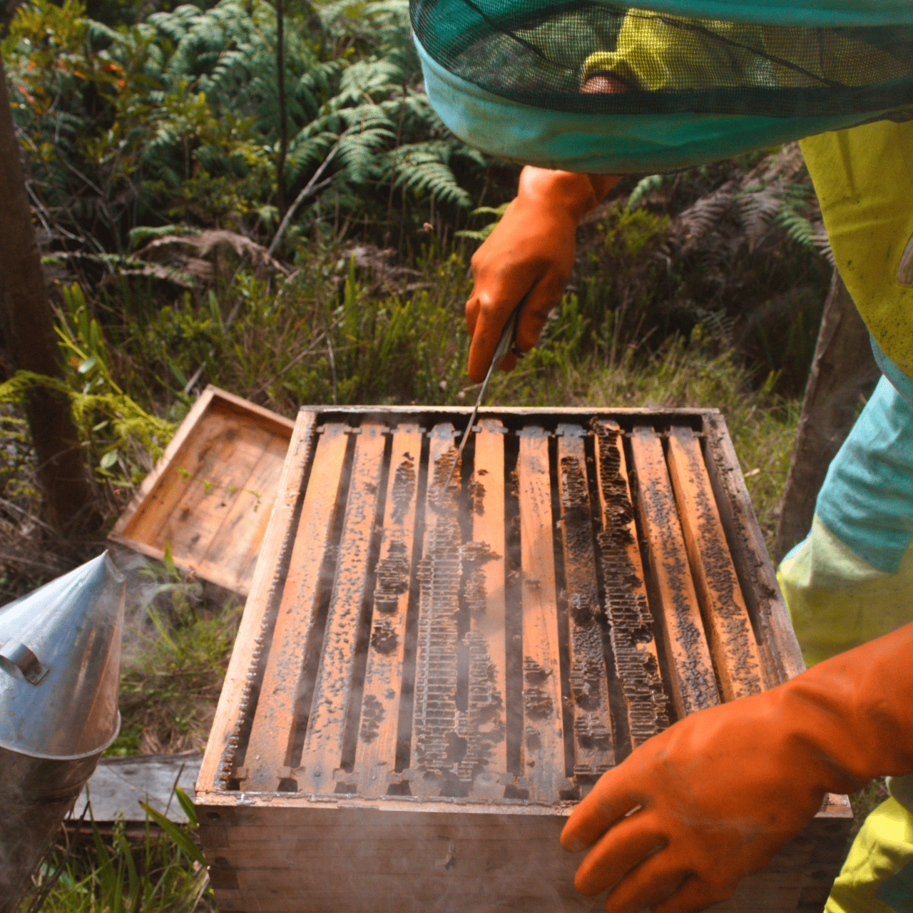 Apicultura en Santander