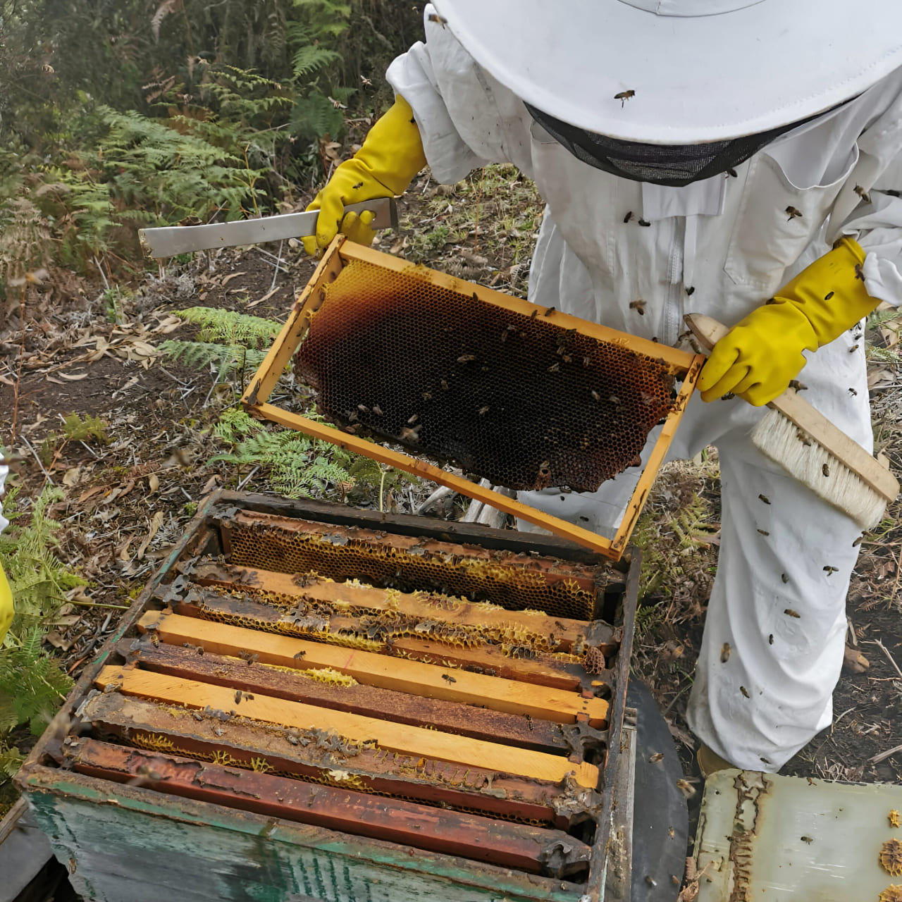 Apicultura en Santander