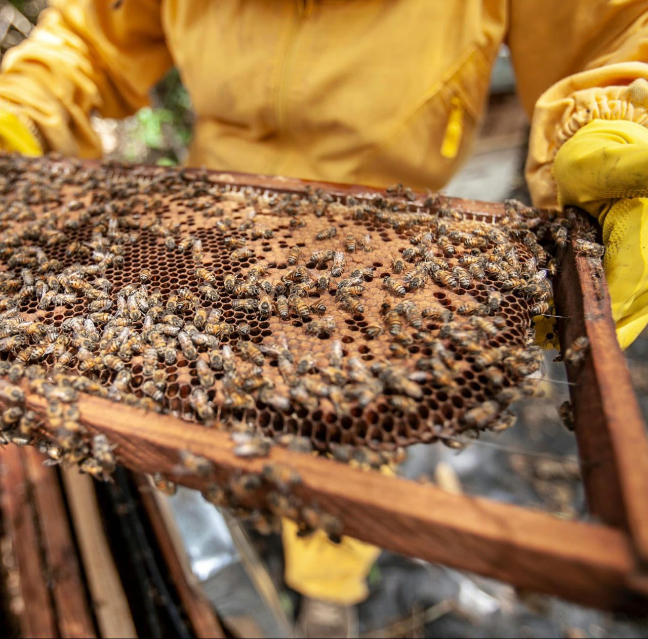 Apicultura en Santander